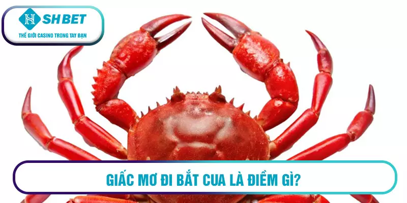 Mơ thấy bắt cua đánh số mấy? Mơ thấy cua là điềm gì? 1 Giấc mơ đi bắt cua là điềm gì?